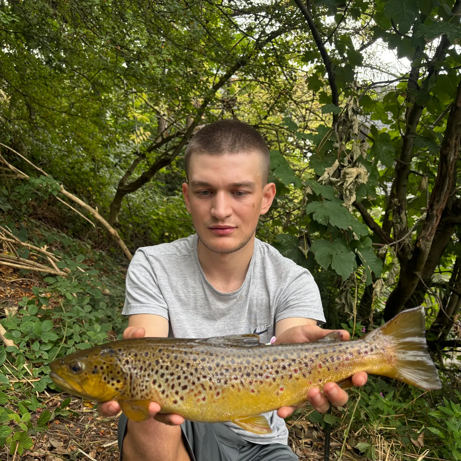 Brown trout caught on Fishbrain
