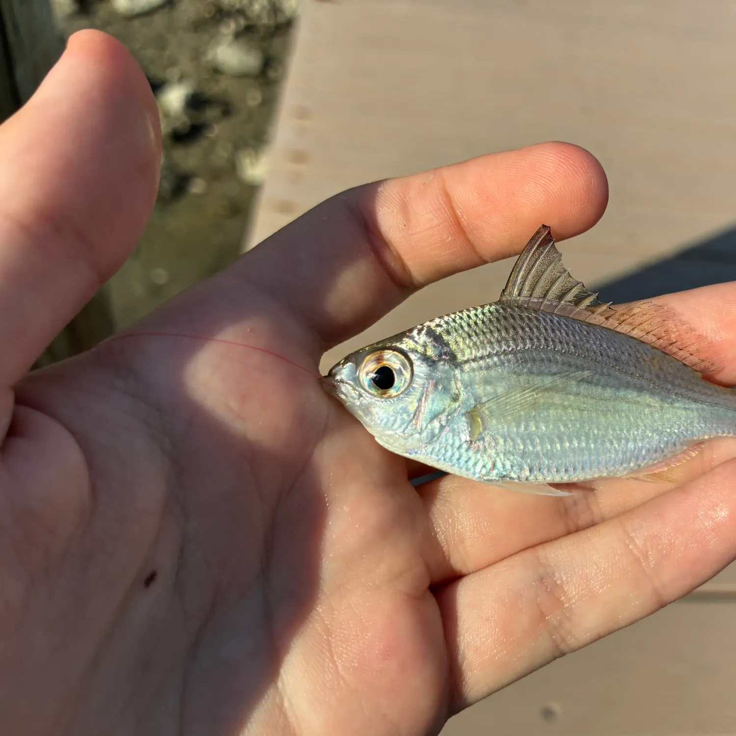 The most recent Silver jenny catches on Fishbrain