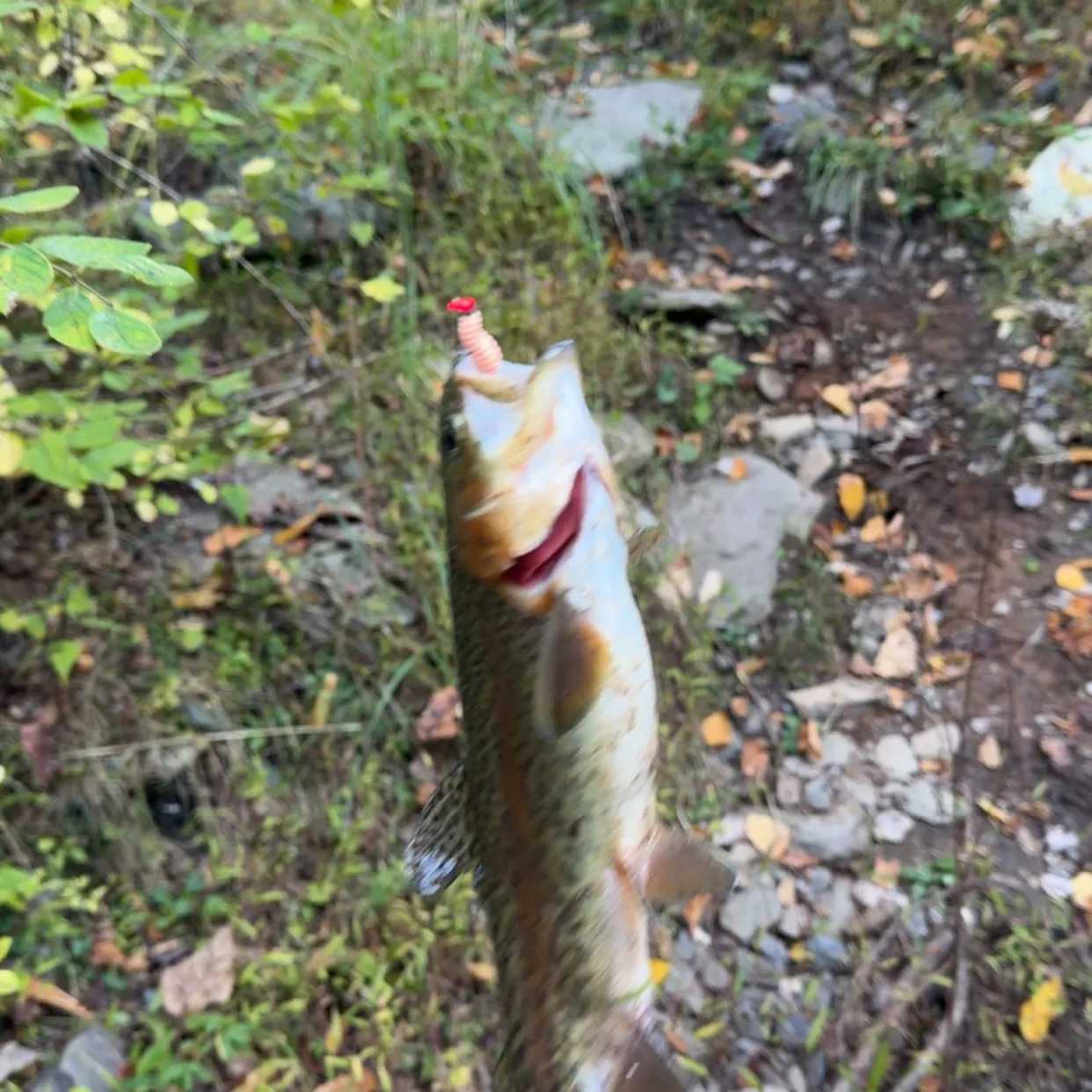 Rainbow trout caught on Fishbrain