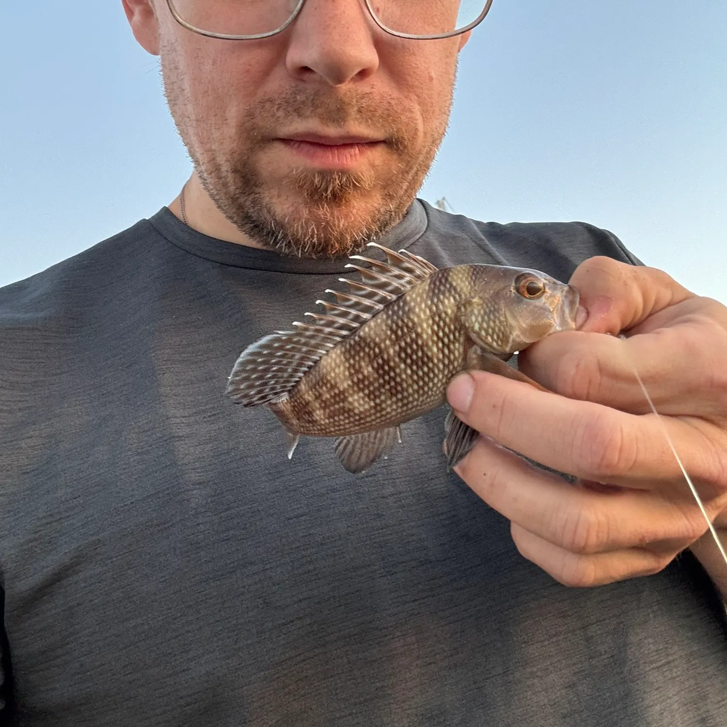 Black sea bass caught on Fishbrain