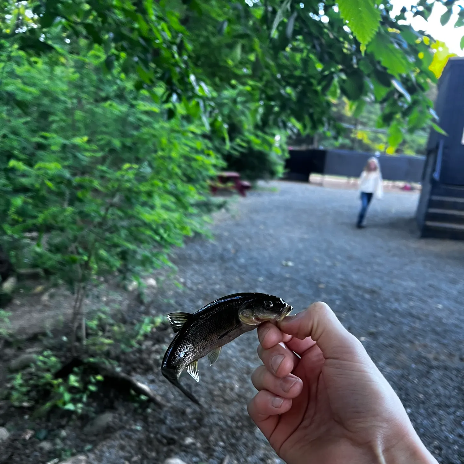 The most recent Cutlips minnow catches on Fishbrain