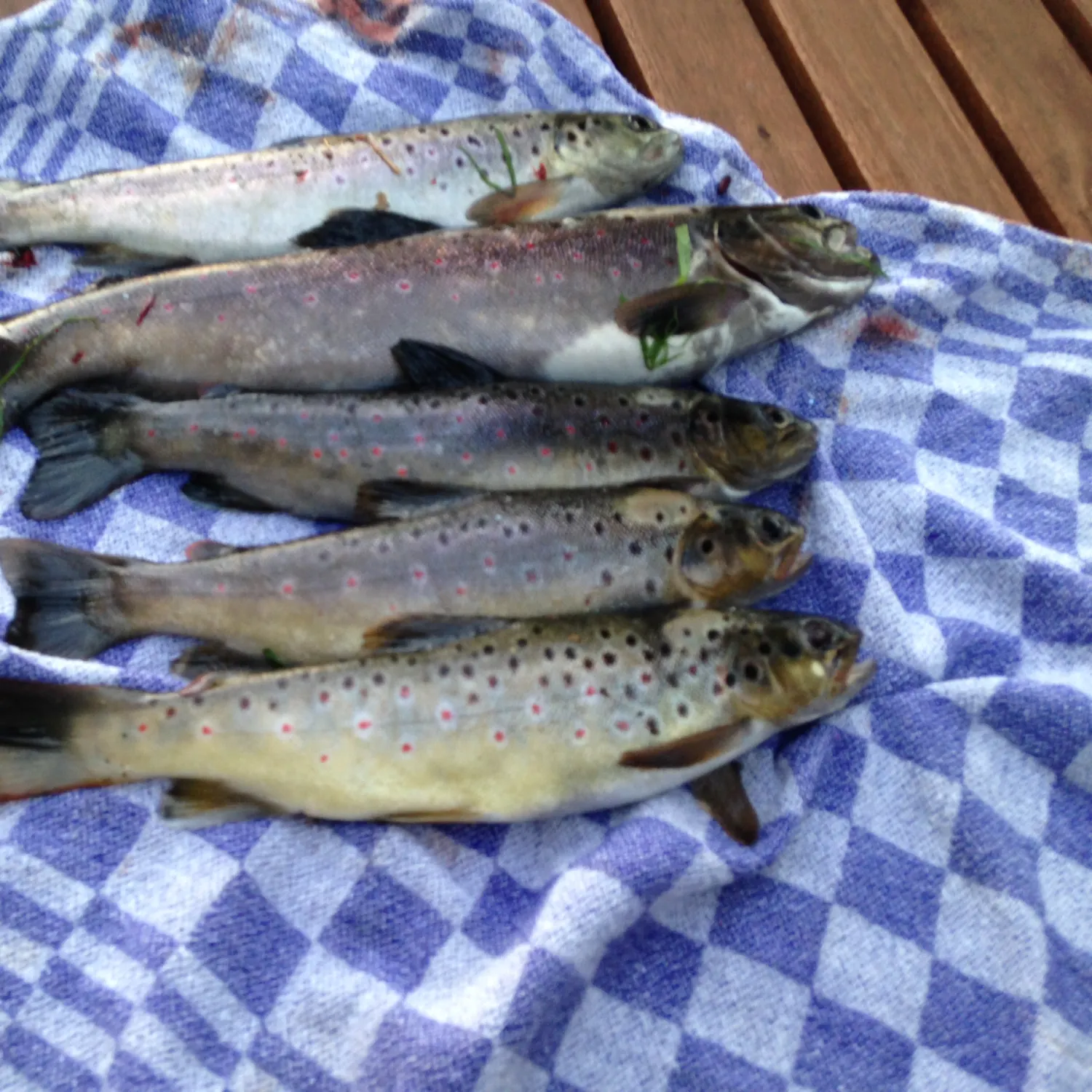 recently logged catches