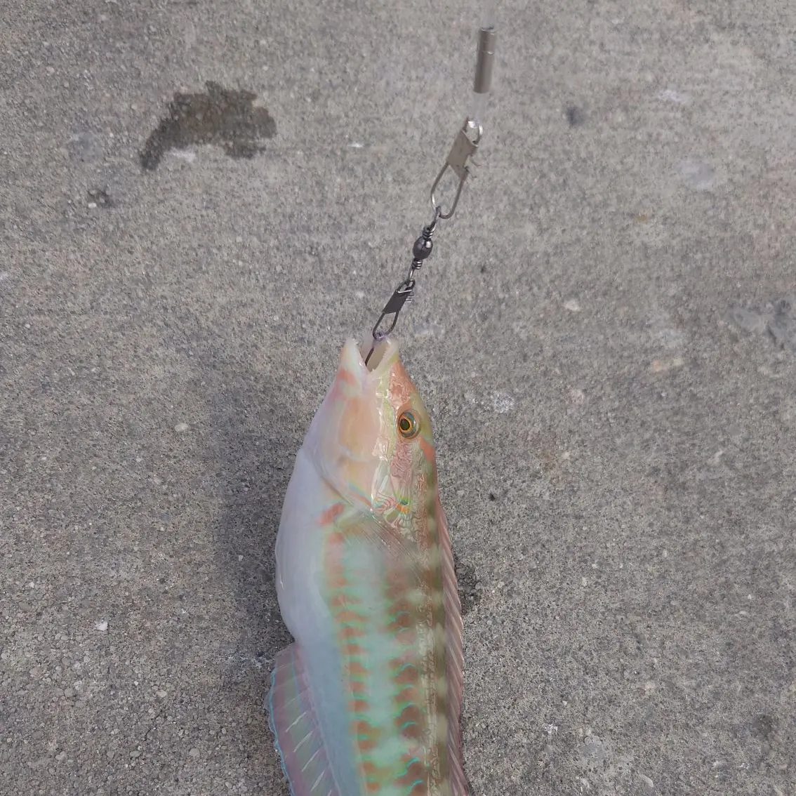 The most recent Slippery dick wrasse catches on Fishbrain
