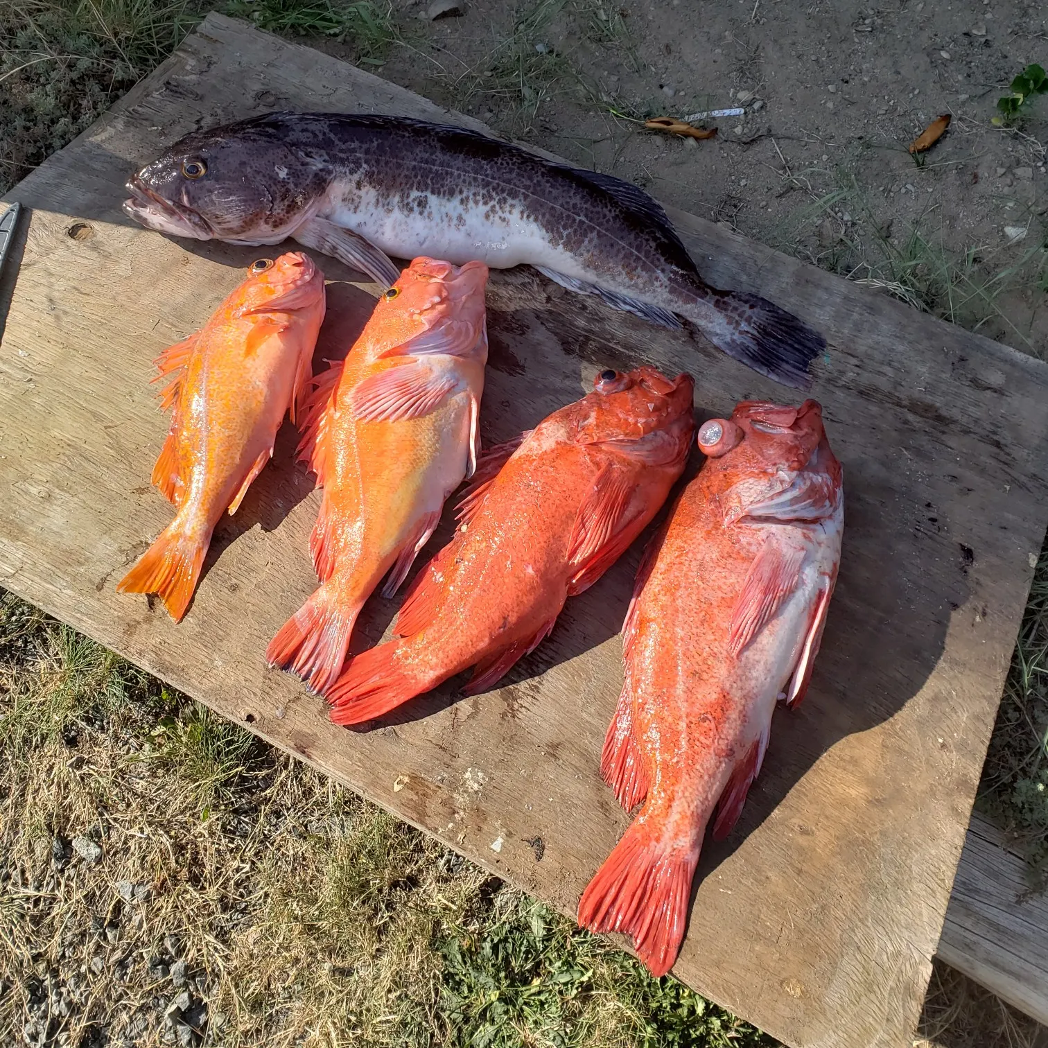 recently logged catches