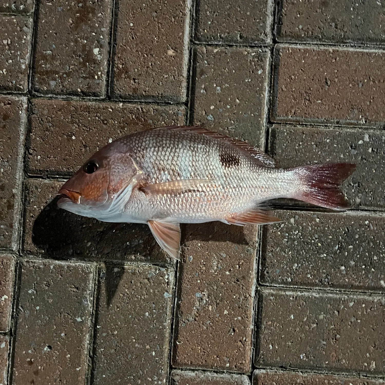Mutton snapper caught on Fishbrain