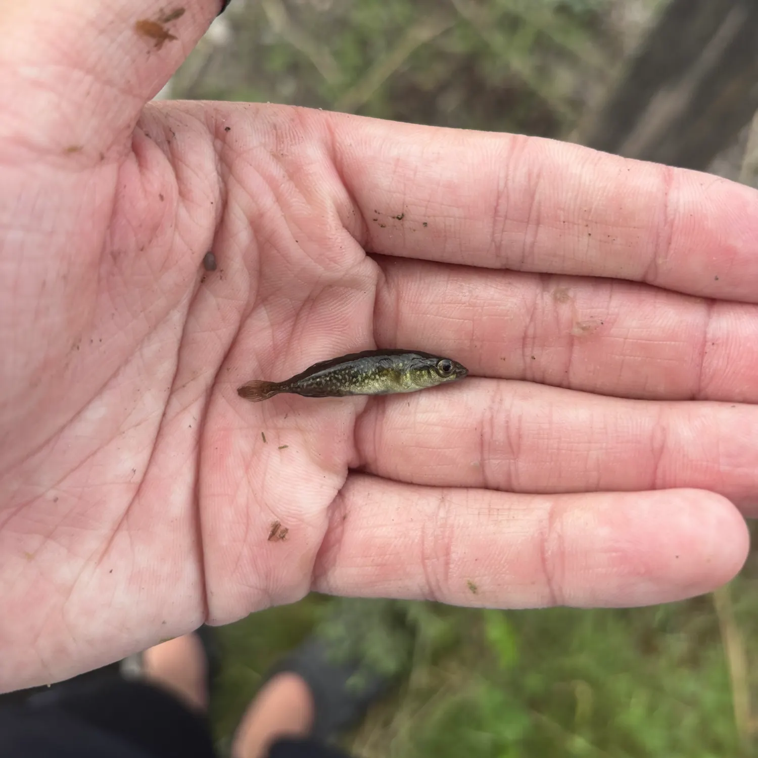 The most recent Brook stickleback catches on Fishbrain