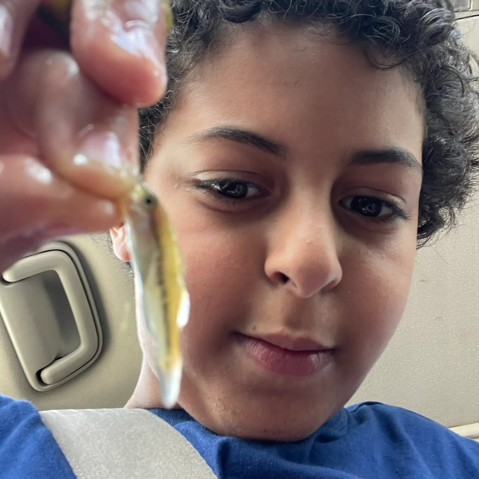 The most recent Atlantic goliath grouper catches on Fishbrain