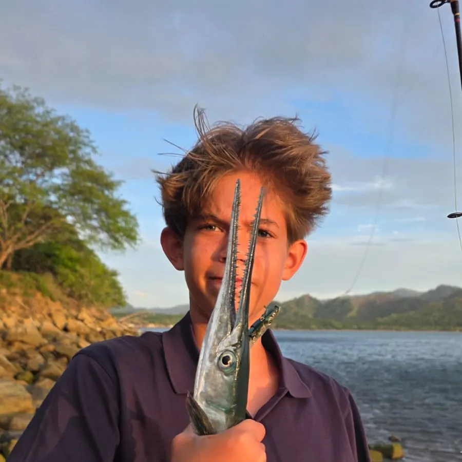 The most recent Pacific agujon needlefish catches on Fishbrain