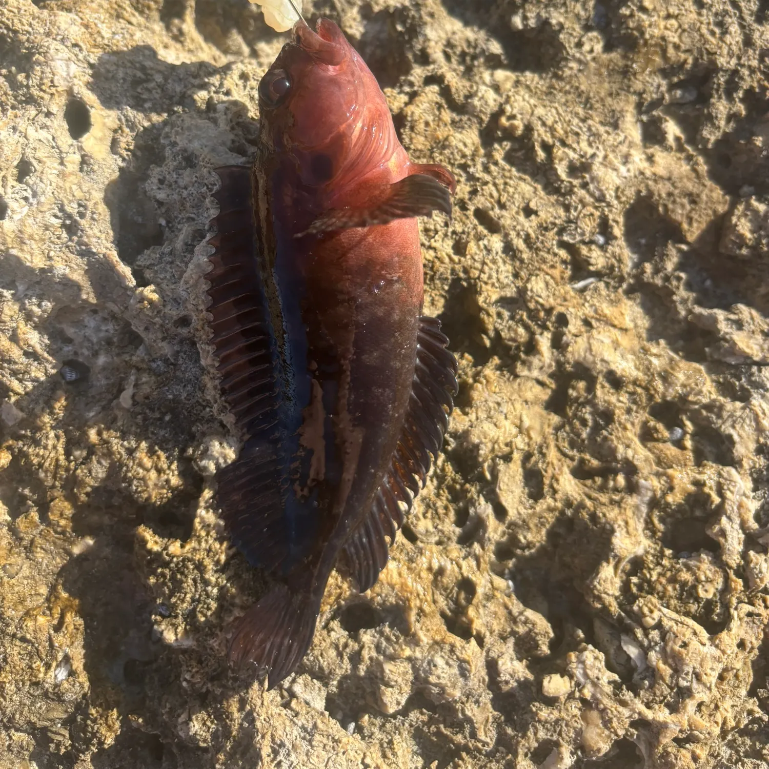 The most recent Hairy blenny catches on Fishbrain