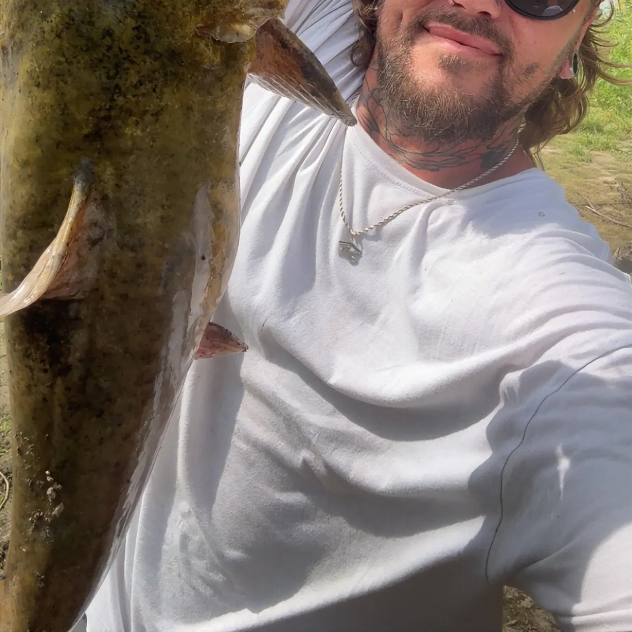 Flathead catfish caught on Fishbrain