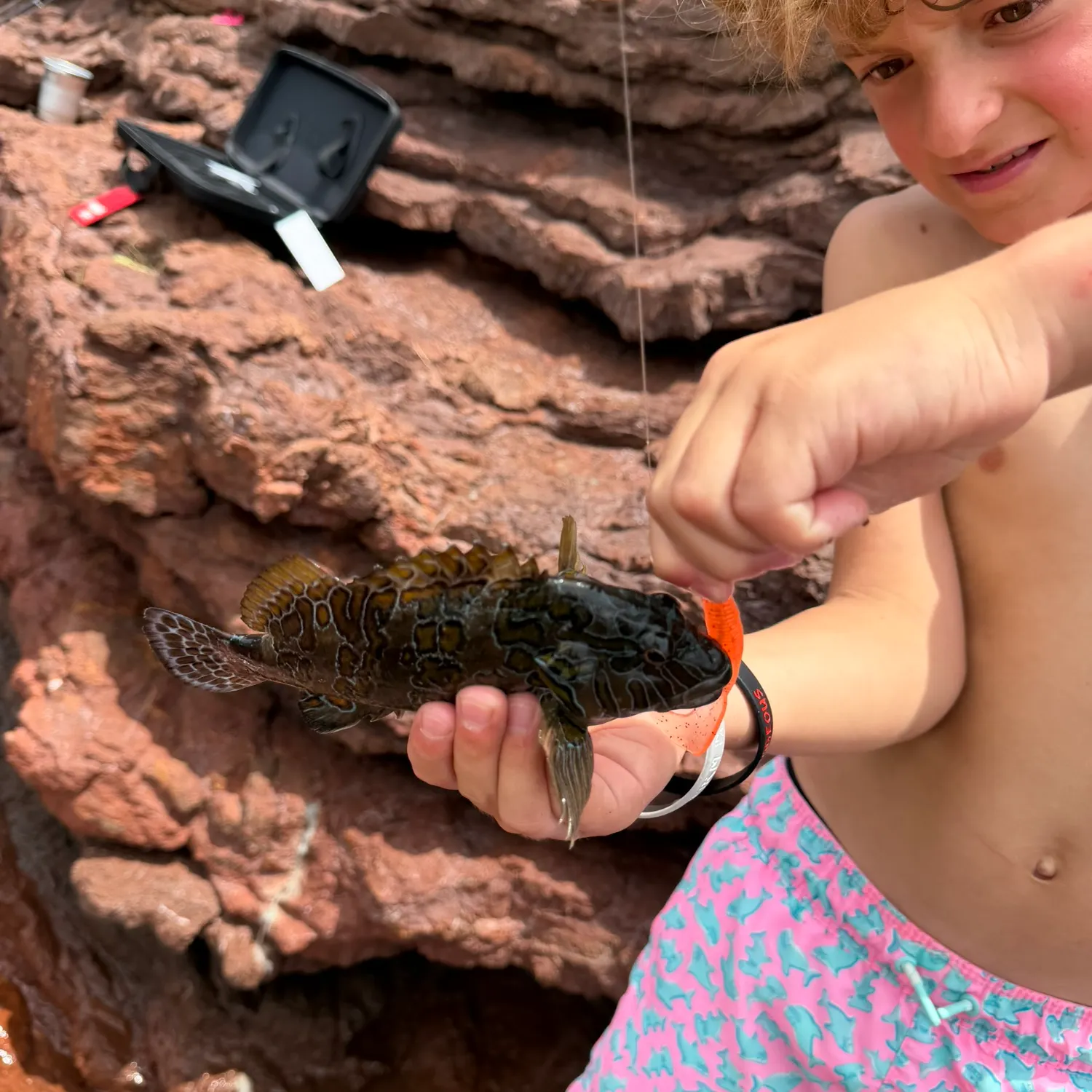 The most recent Giant hawkfish catches on Fishbrain