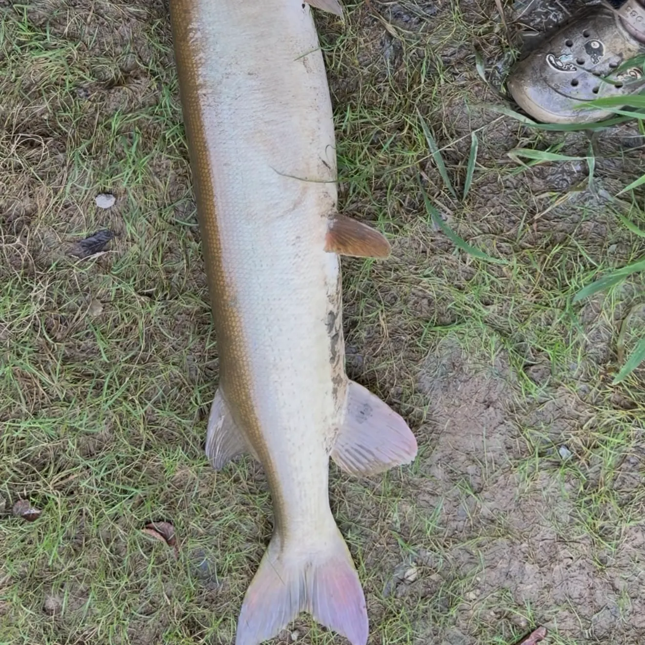 Muskie caught on Fishbrain