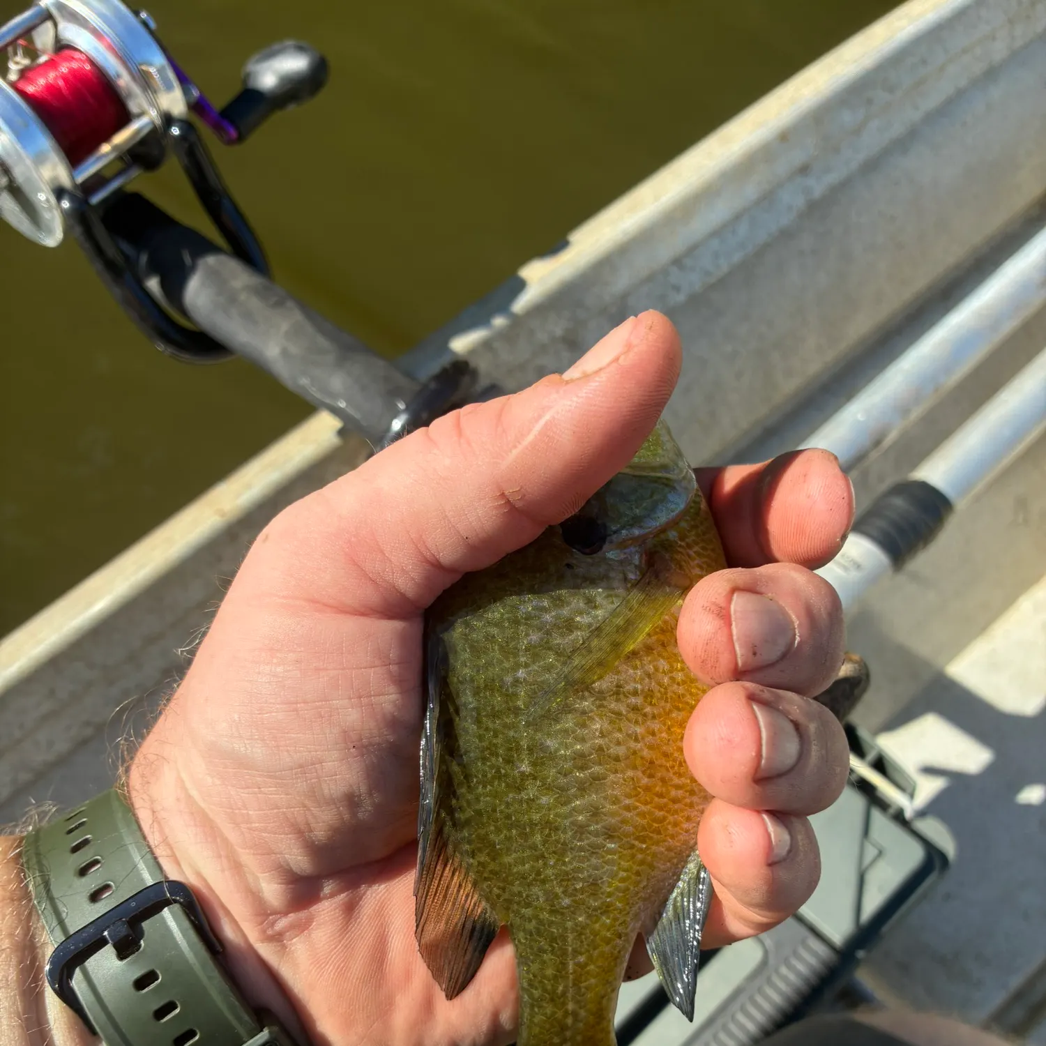 Bluegill caught on Fishbrain