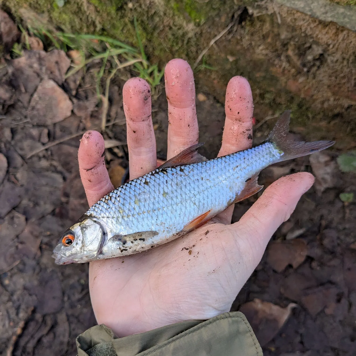 The most recent Common roach catches on Fishbrain