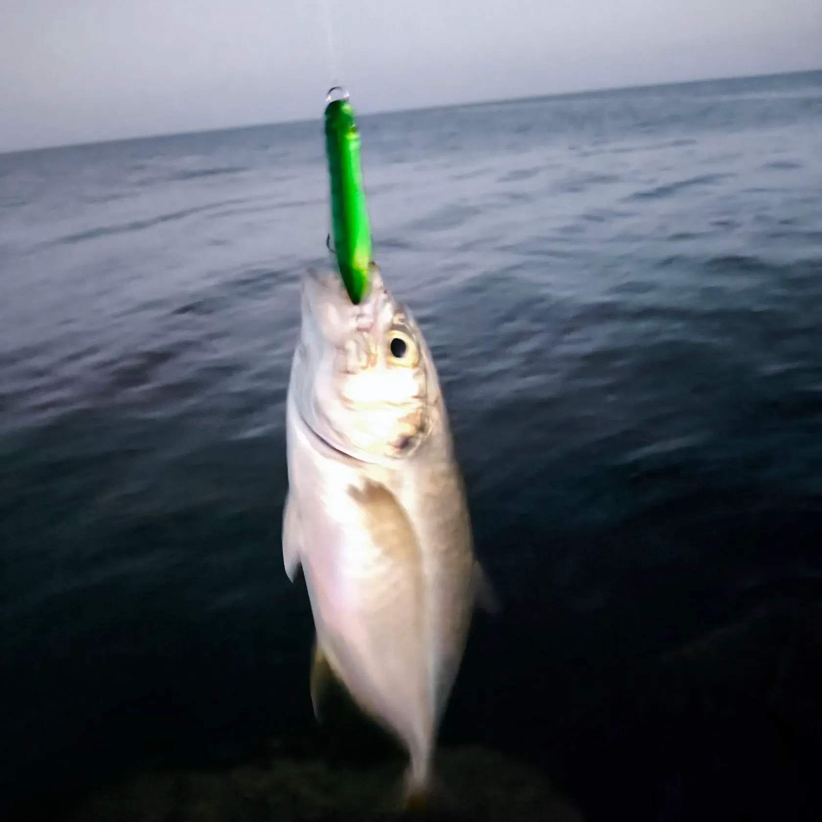 The most recent Flat needlefish catches on Fishbrain