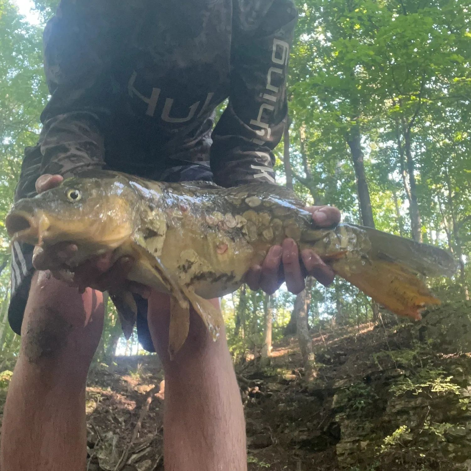 Mirror carp caught on Fishbrain