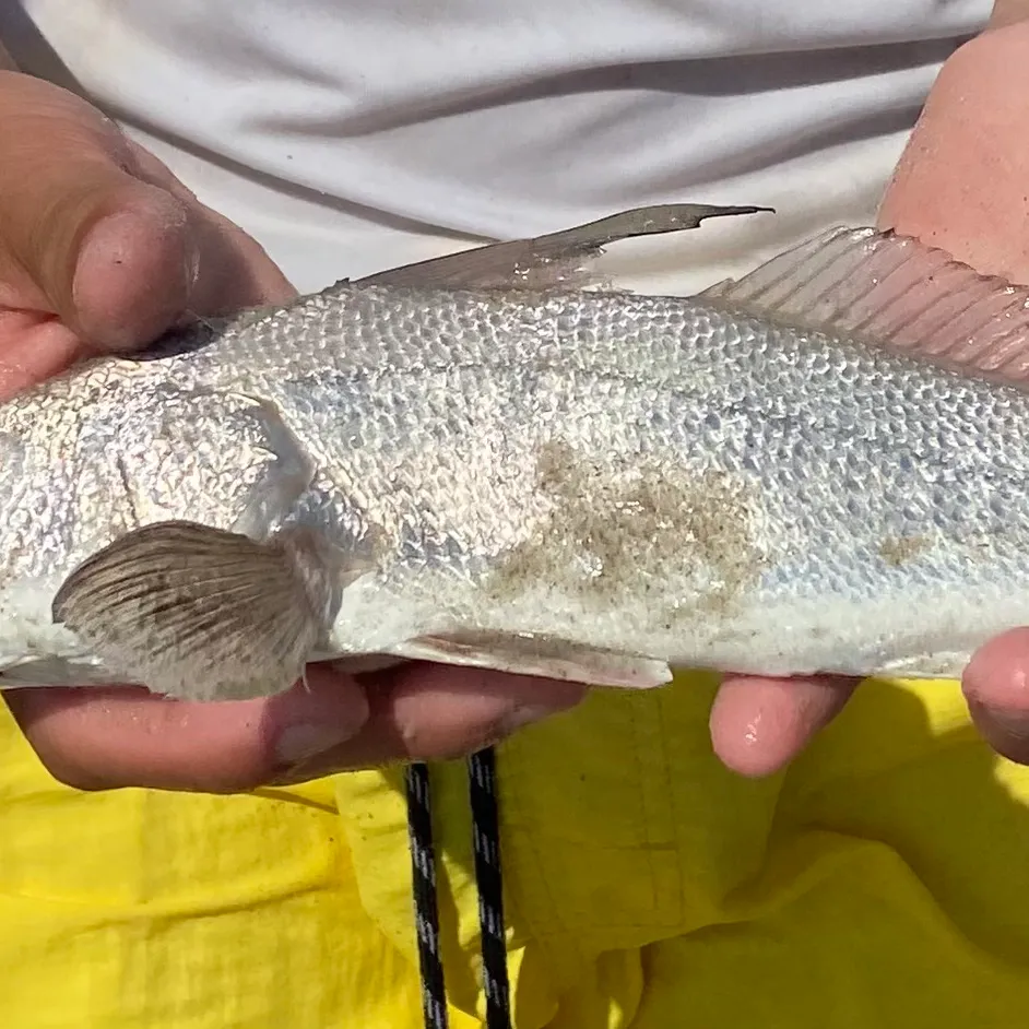Red drum caught on Fishbrain