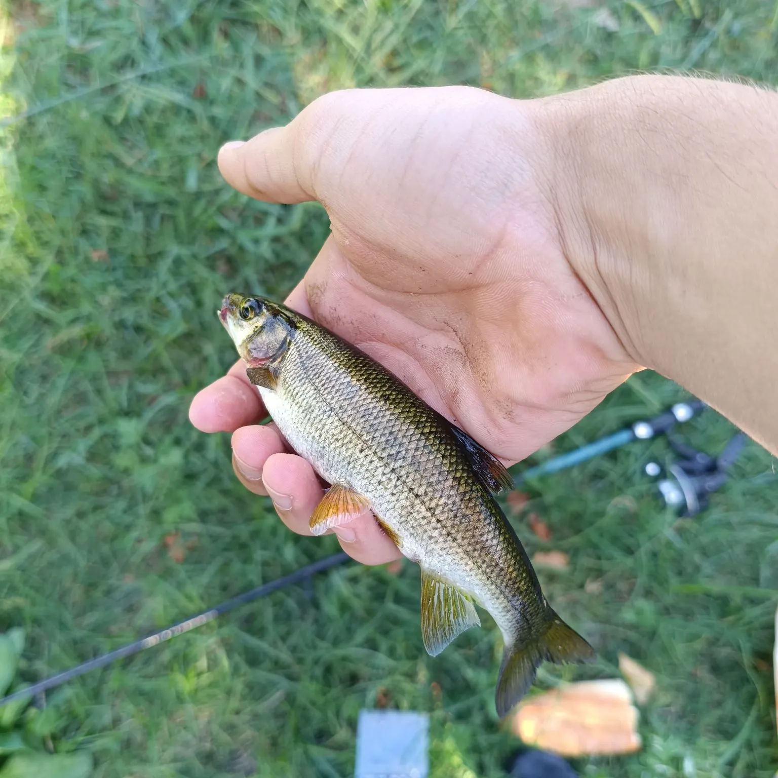 European chub caught on Fishbrain