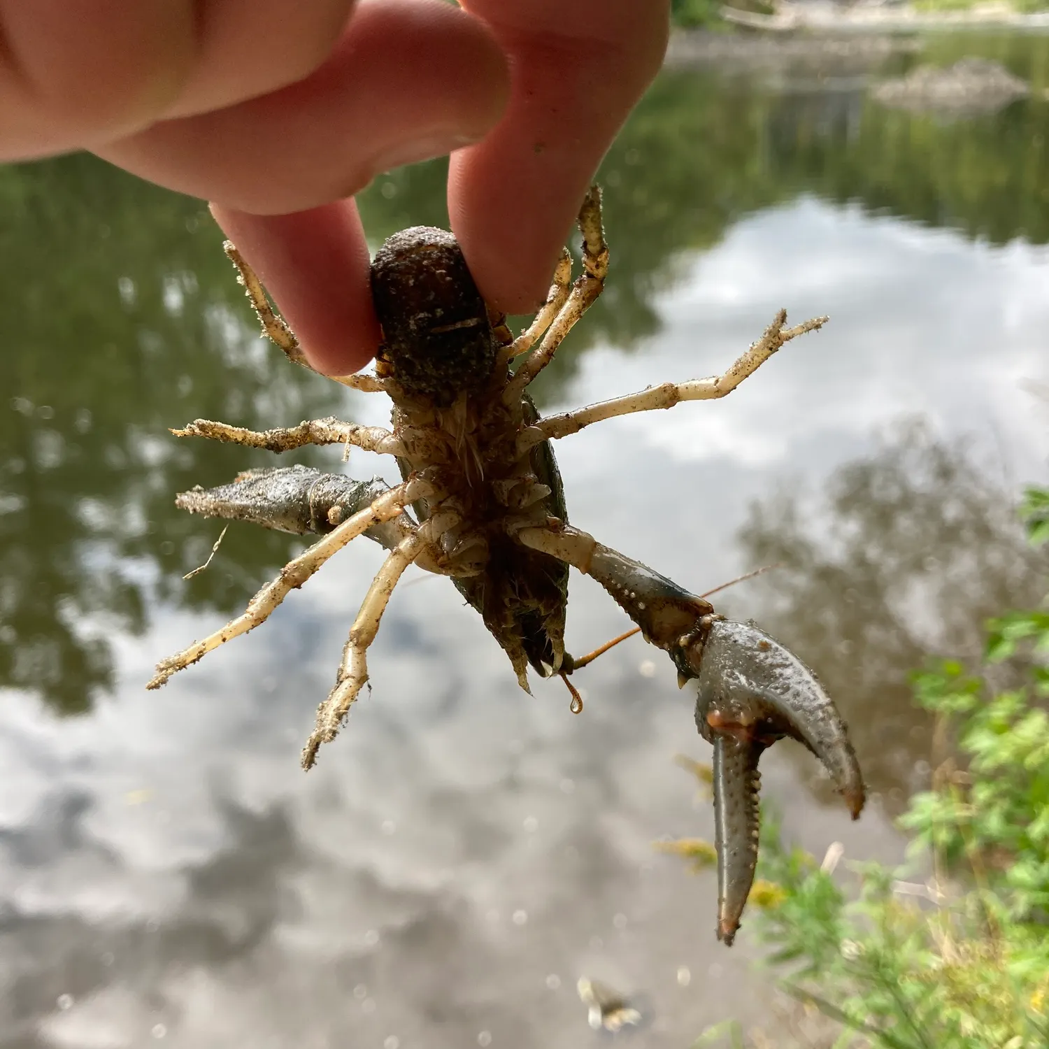 Signal crayfish caught on Fishbrain