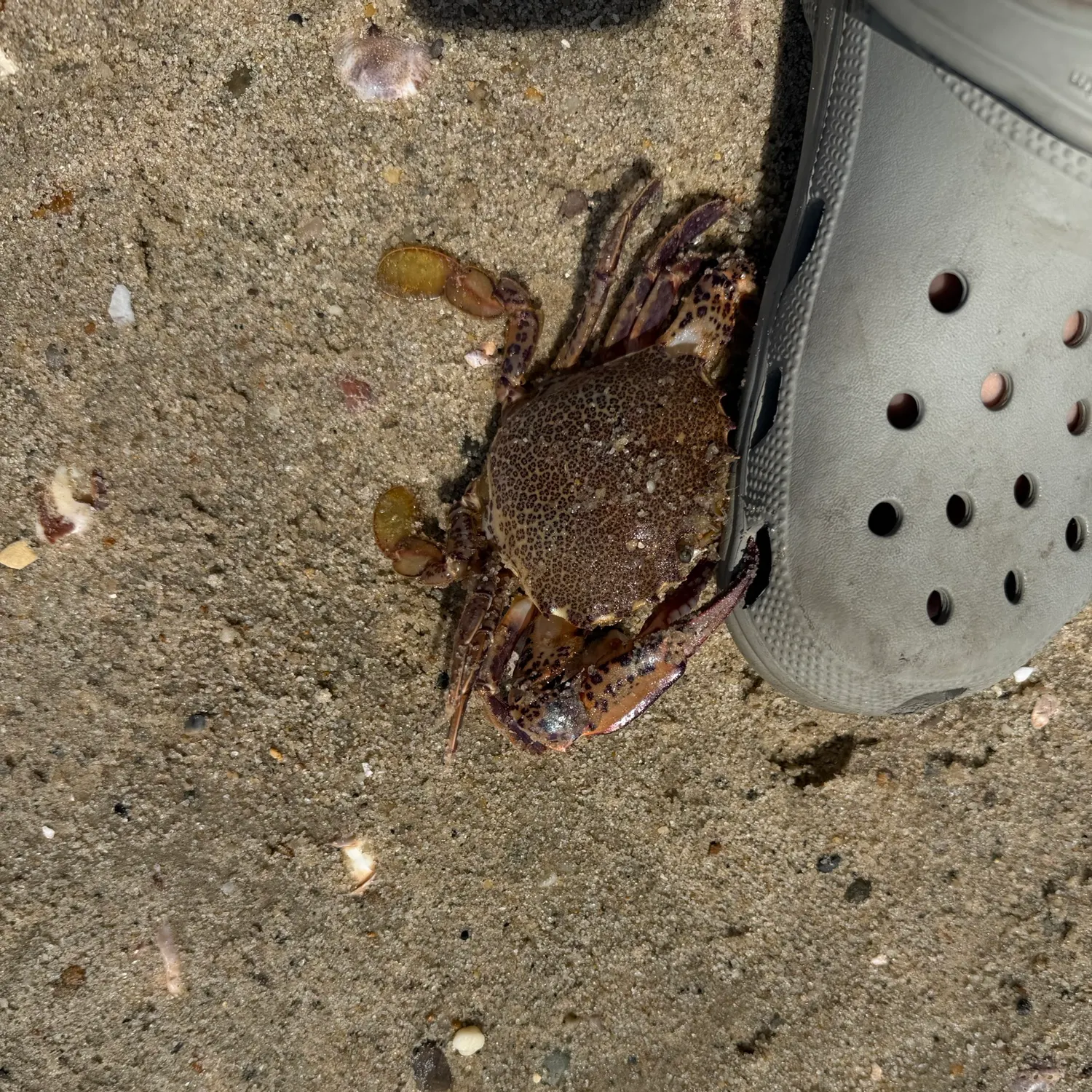 The most recent Atlantic rock crab catches on Fishbrain