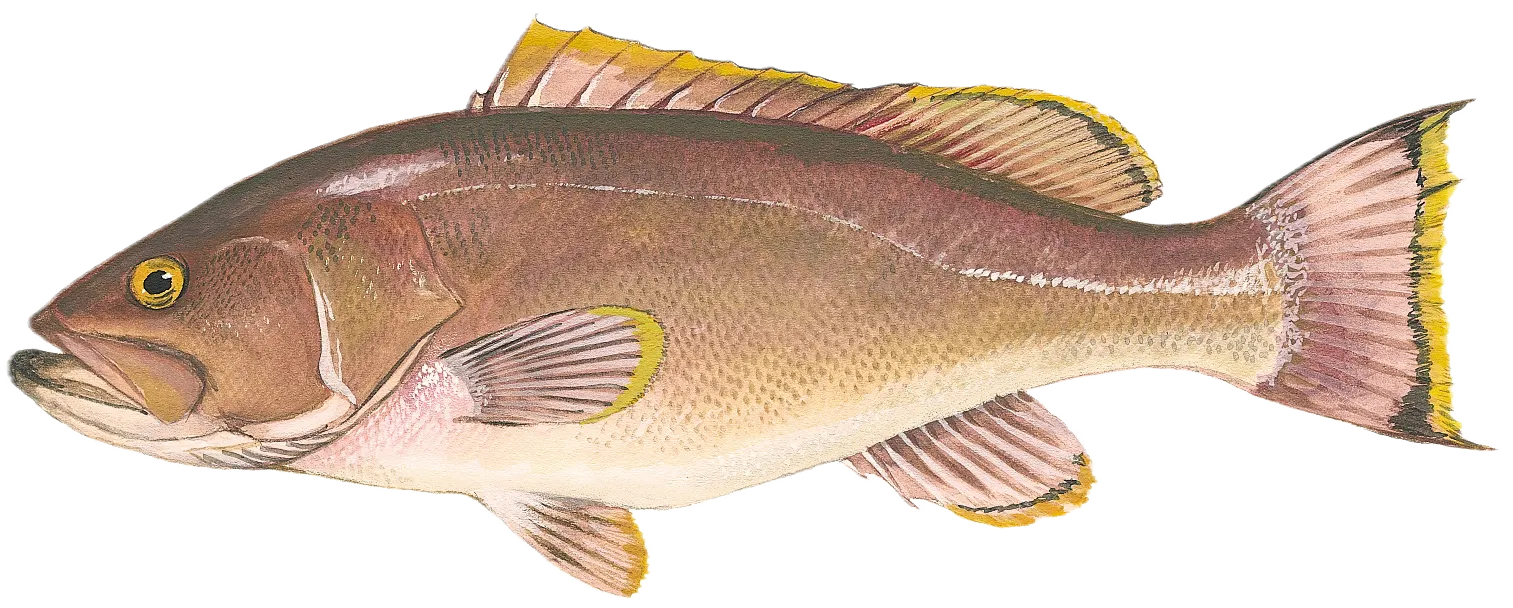 Yellowedge grouper