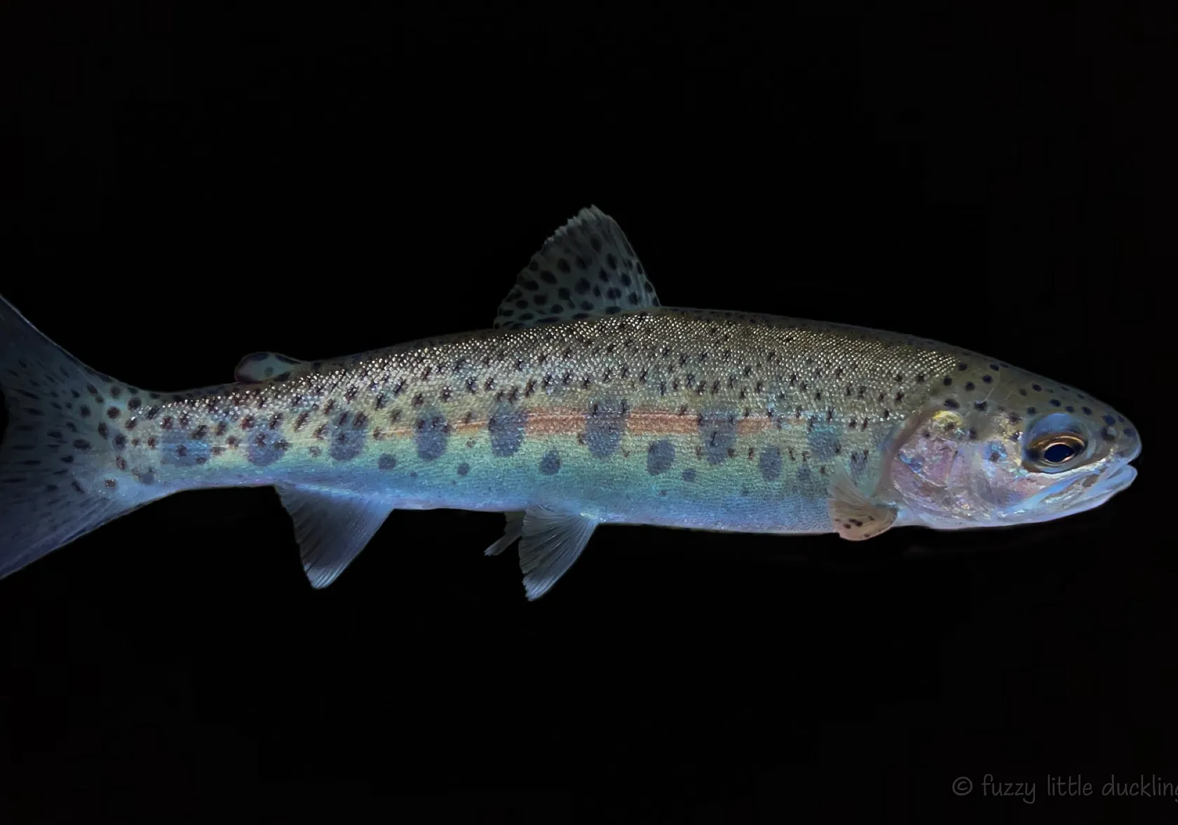 Coastal rainbow trout