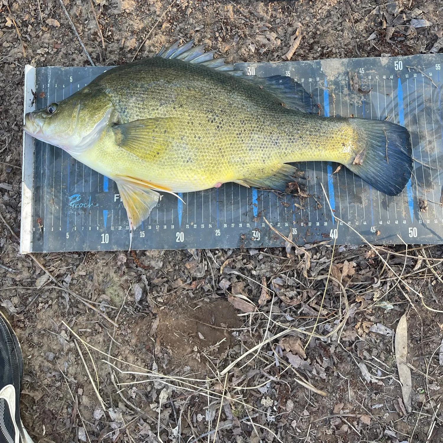 The most recent Golden perch catches on Fishbrain