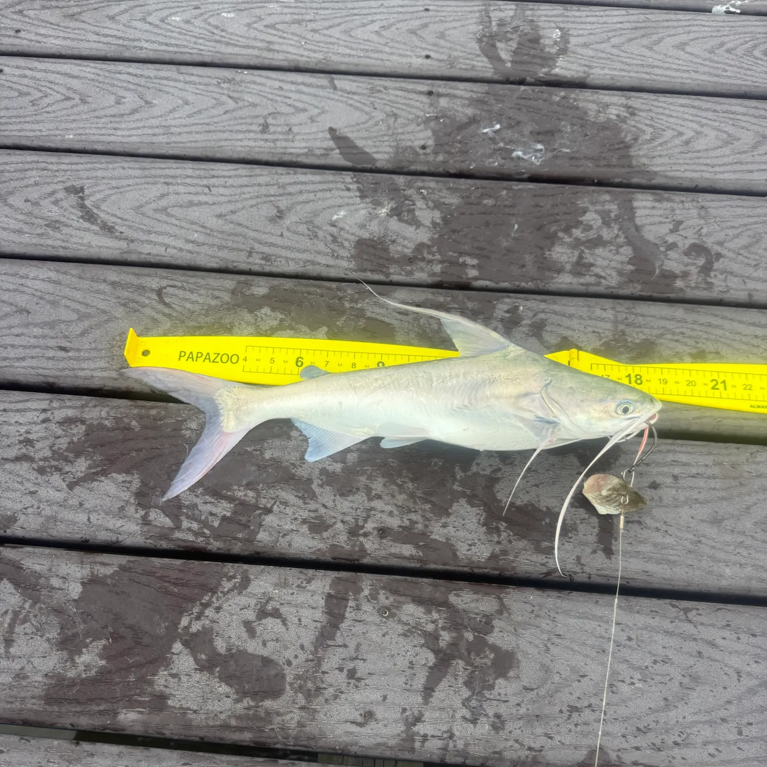 Gafftopsail sea catfish caught on Fishbrain