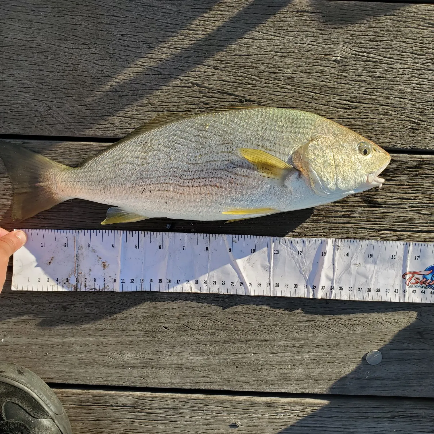 The most recent Yellowfin croaker catches on Fishbrain