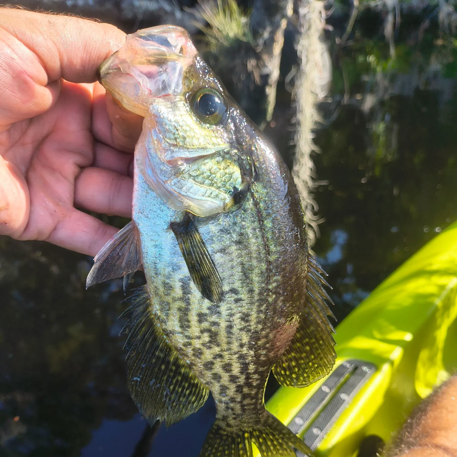 Black crappie caught on Fishbrain