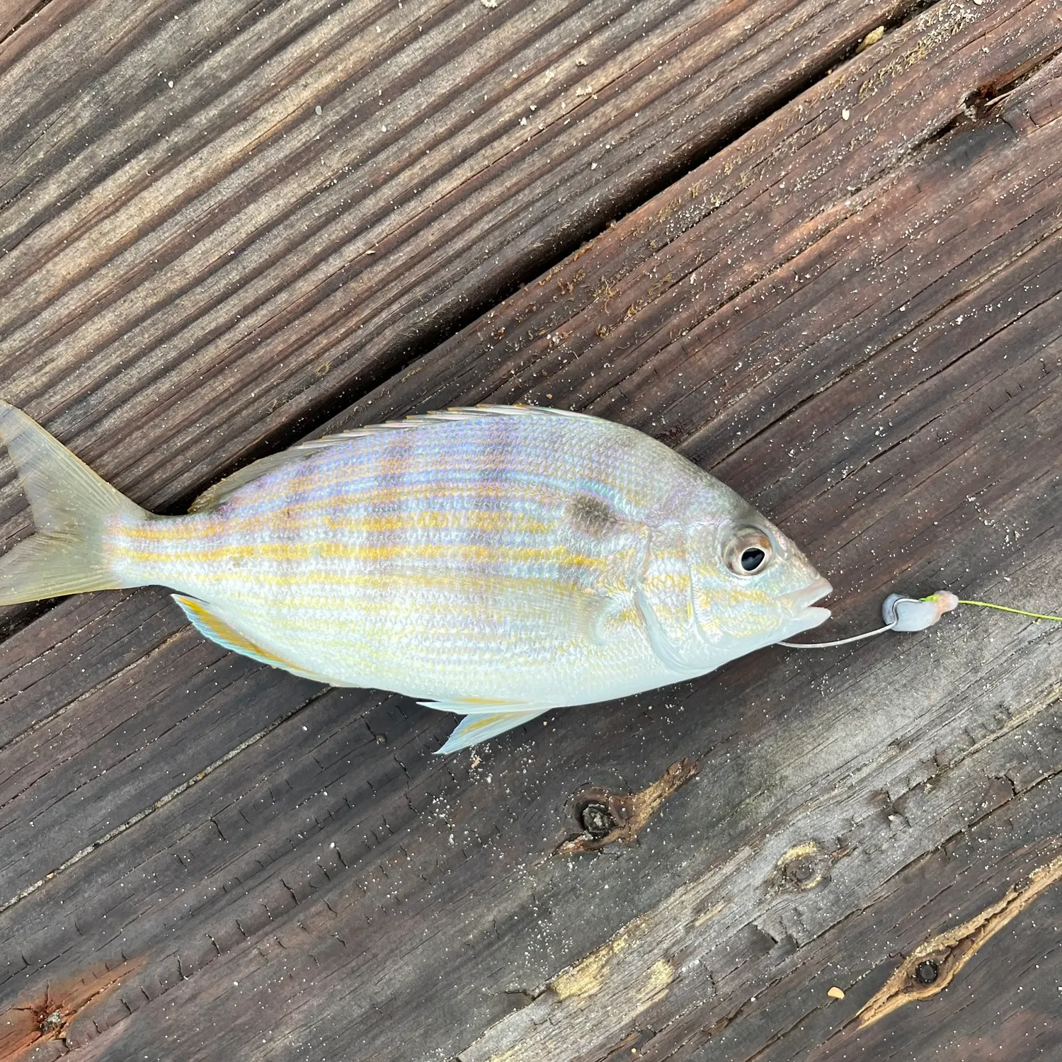 The most recent Pinfish catches on Fishbrain