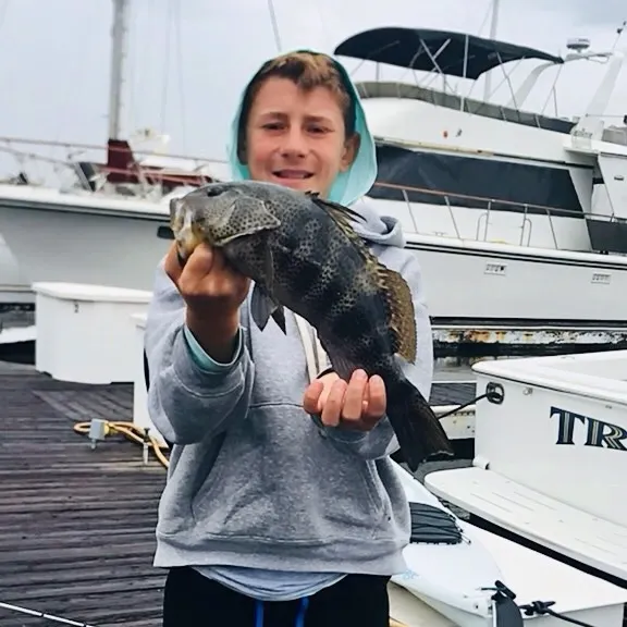 Spotted sand bass caught on Fishbrain