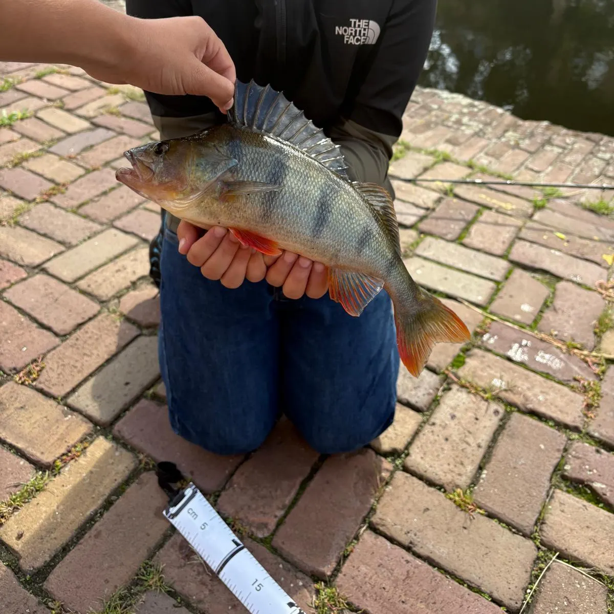 European perch caught on Fishbrain