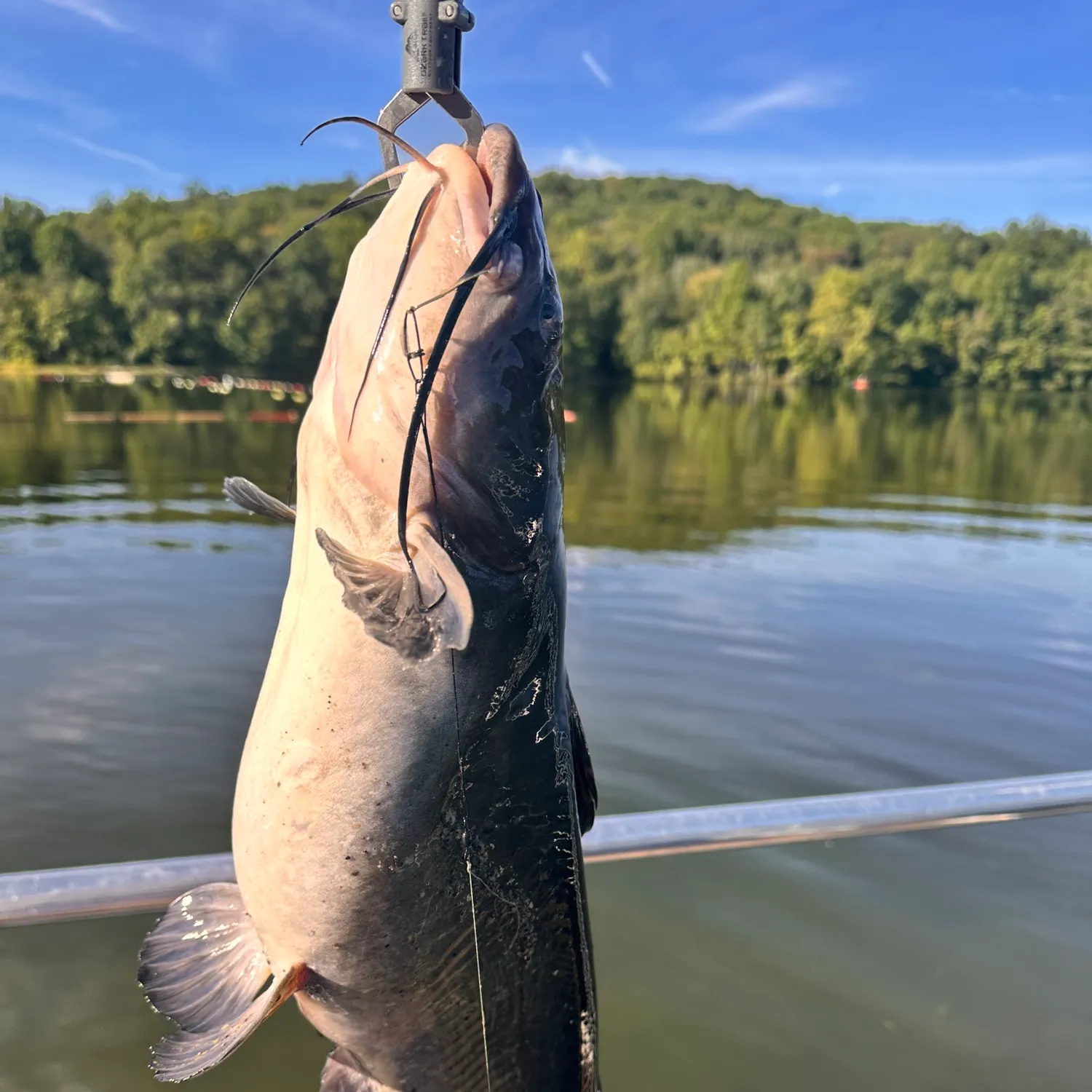 Channel catfish caught on Fishbrain
