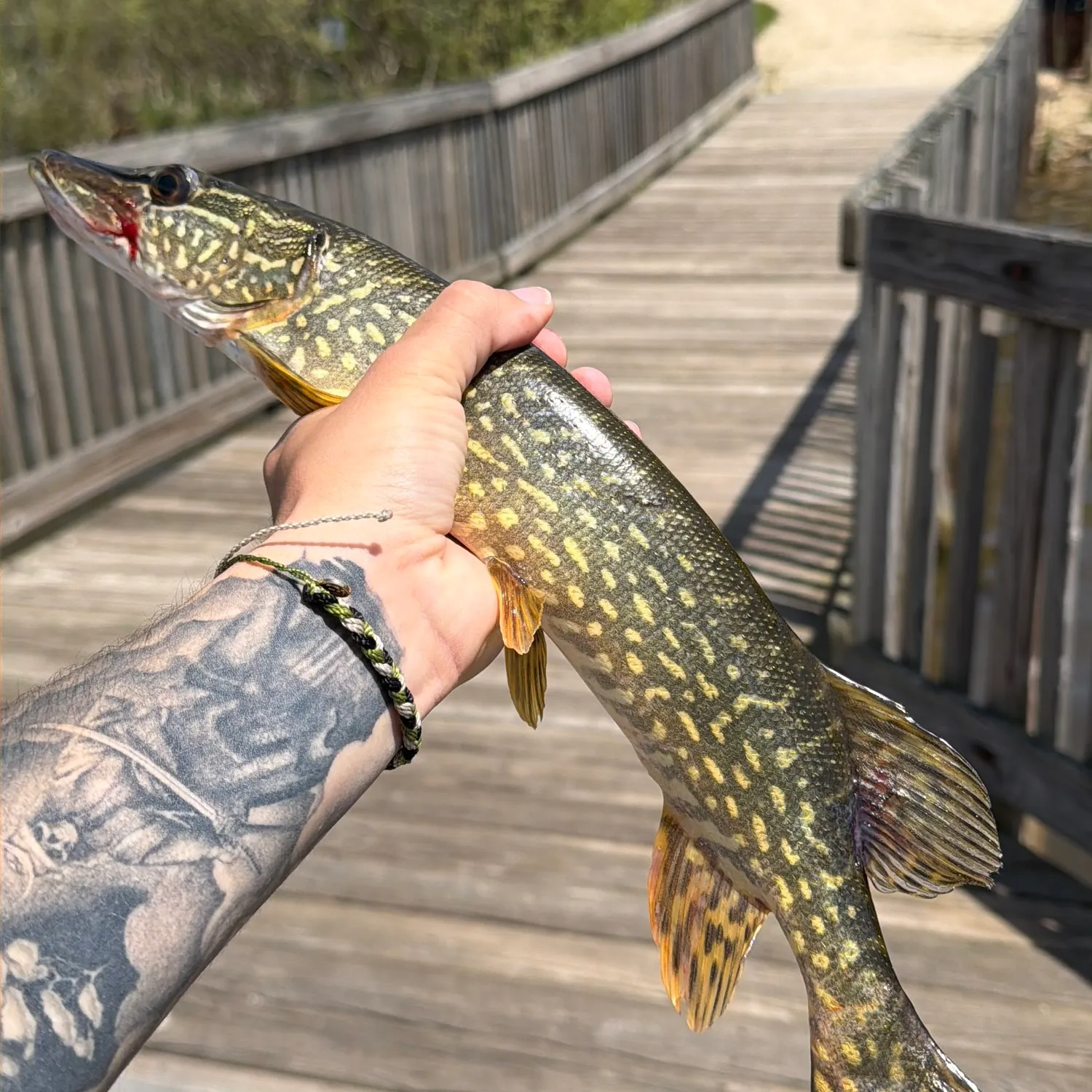 recently logged catches