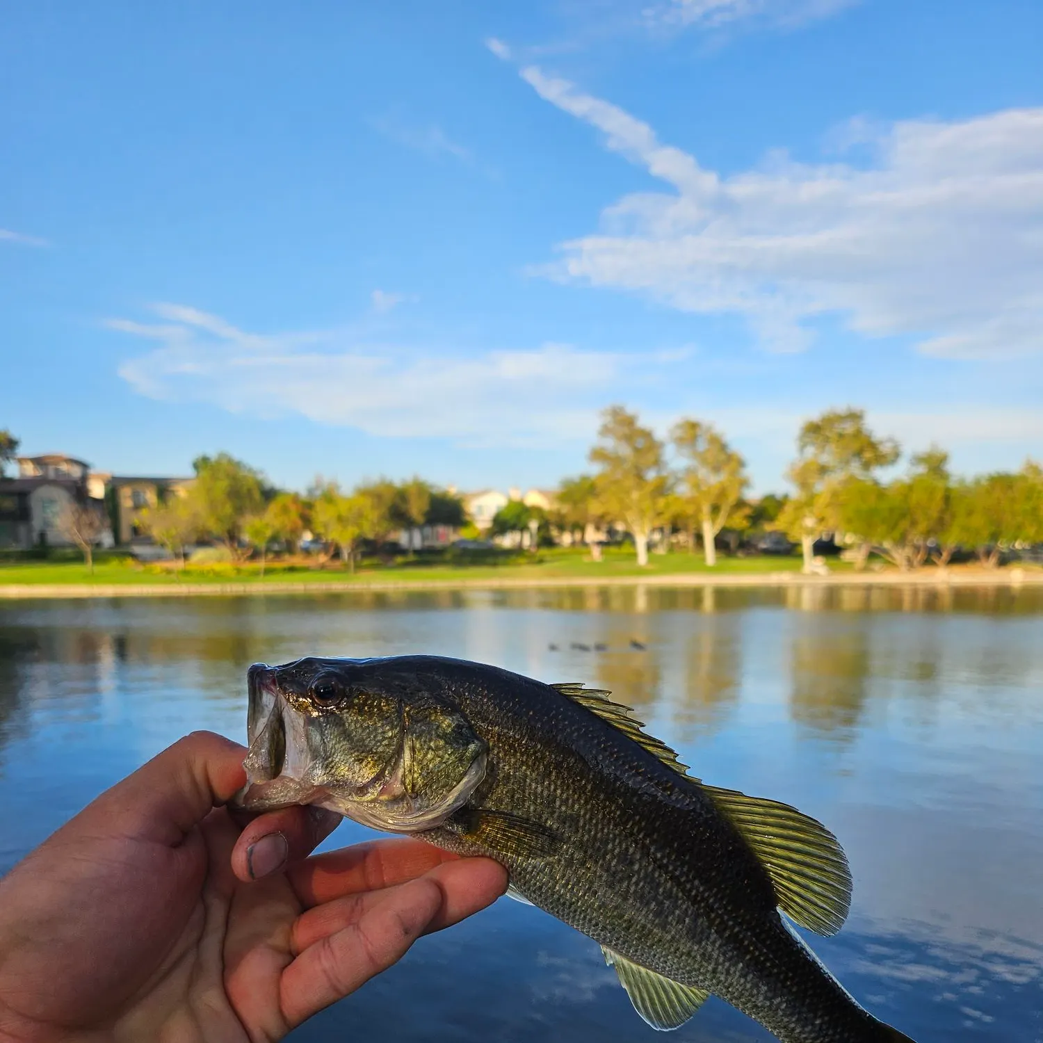 catch