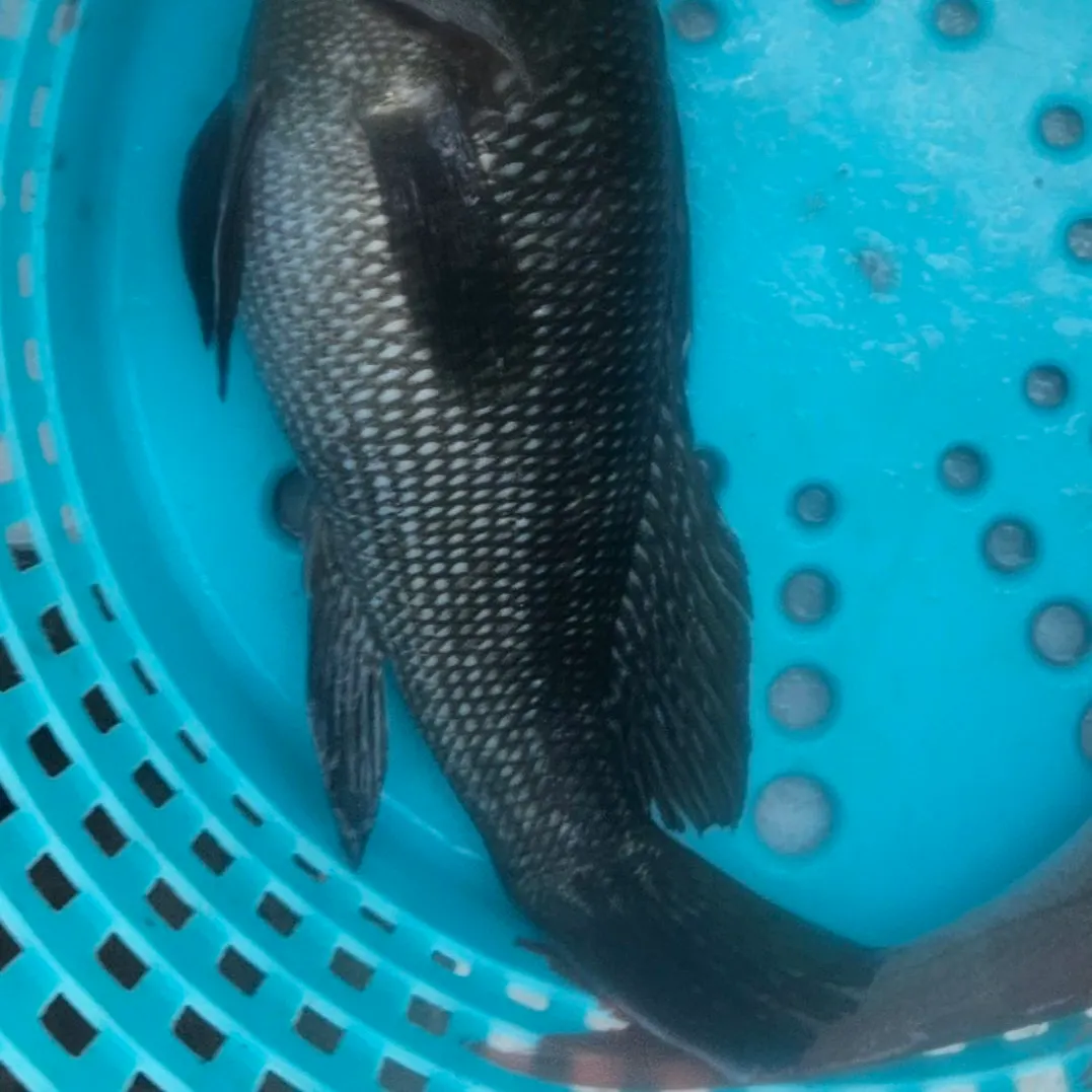 Black sea bass caught on Fishbrain