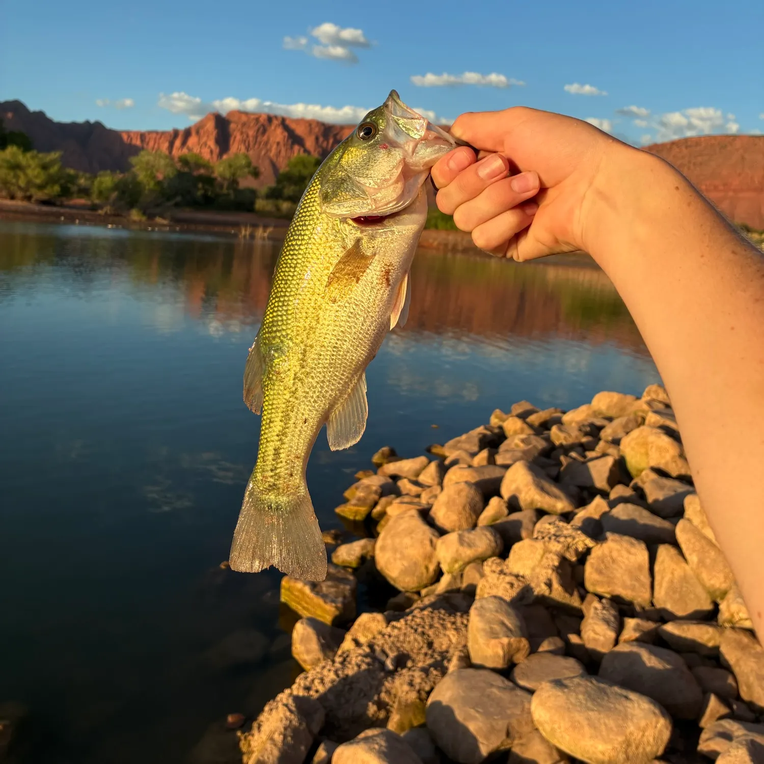 Largemouth bass caught on Fishbrain