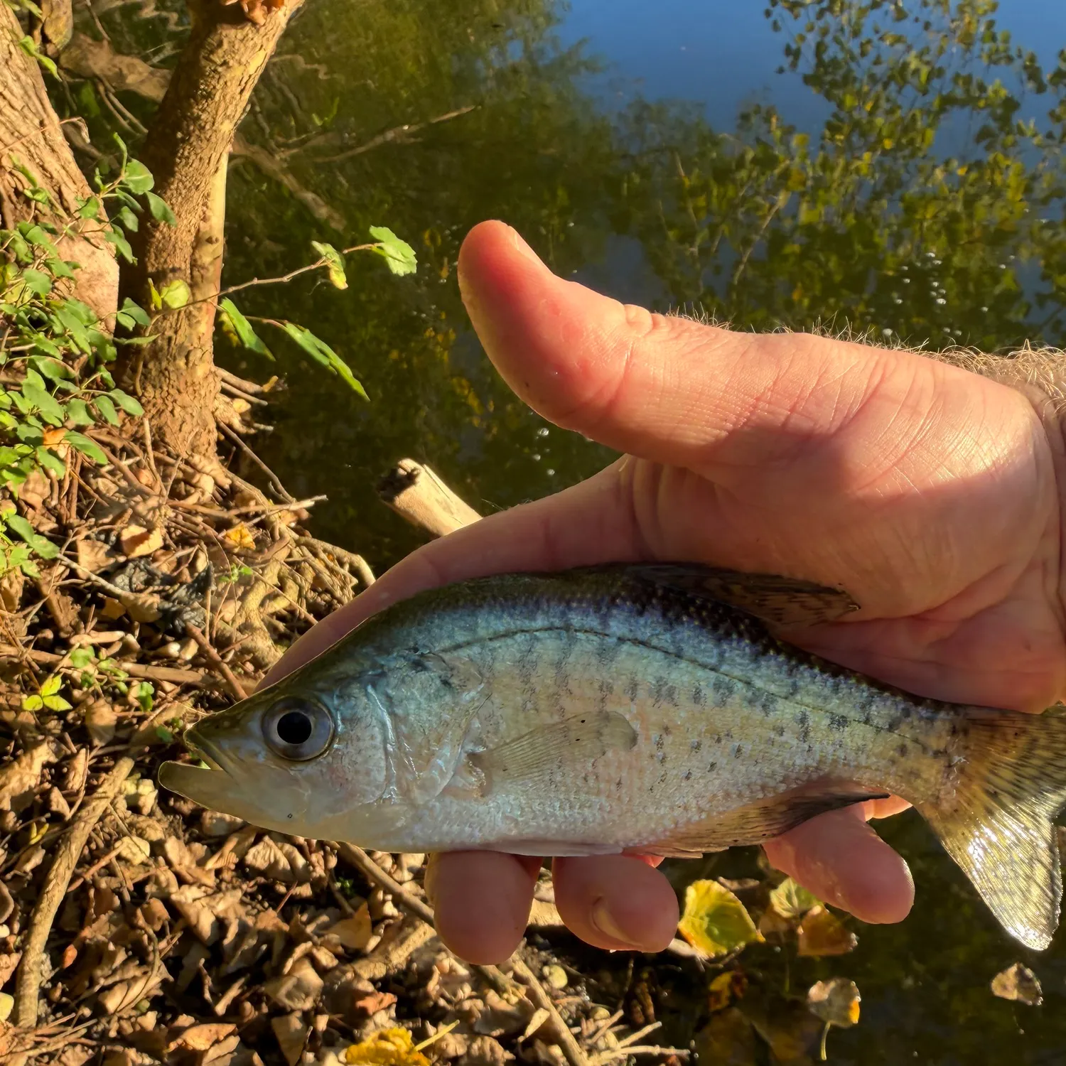 White crappie caught on Fishbrain