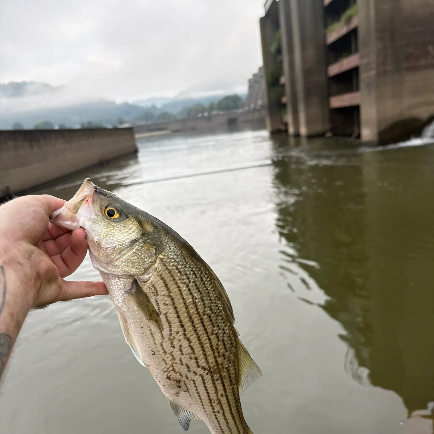 Fish caught on Fishbrain