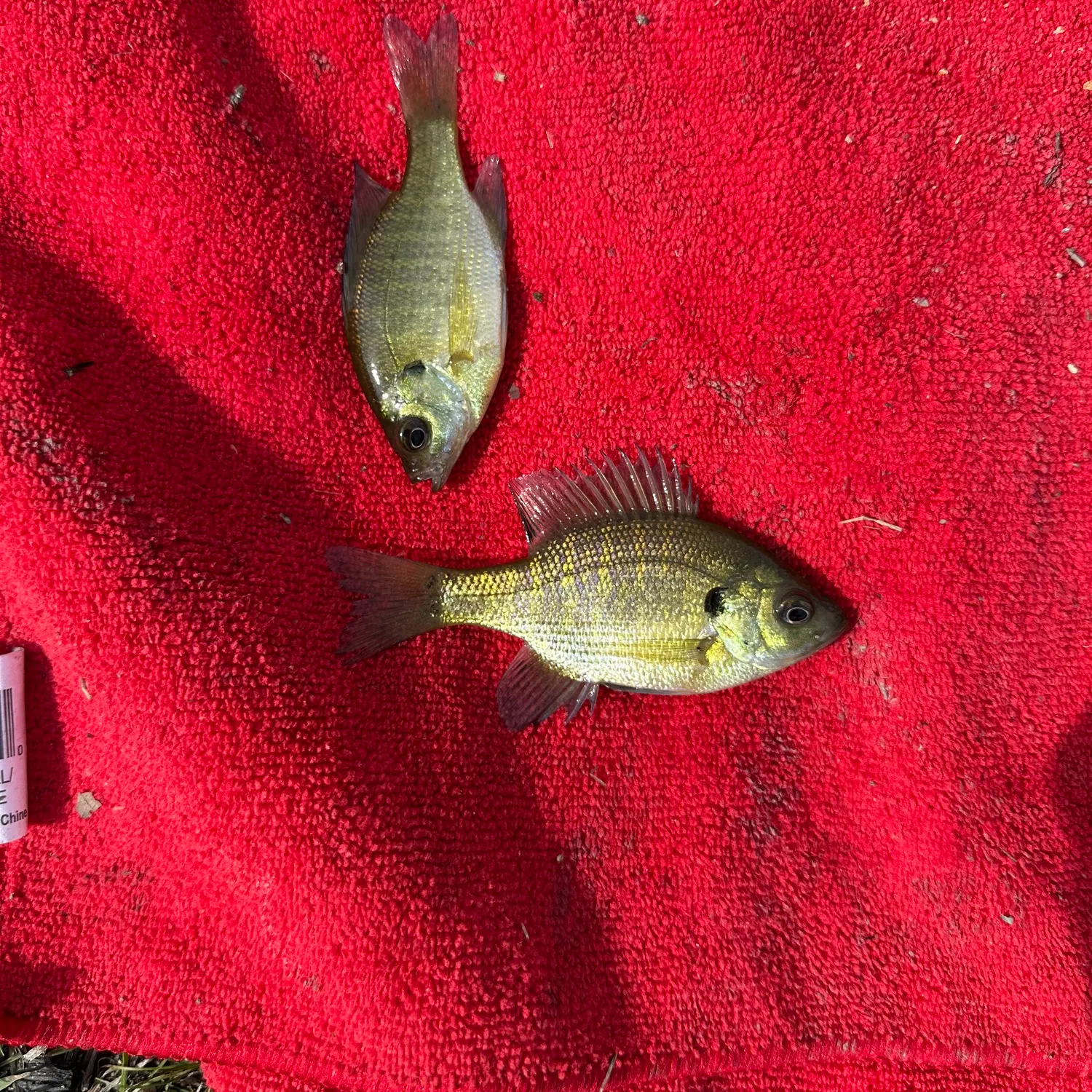 Bluegill caught on Fishbrain