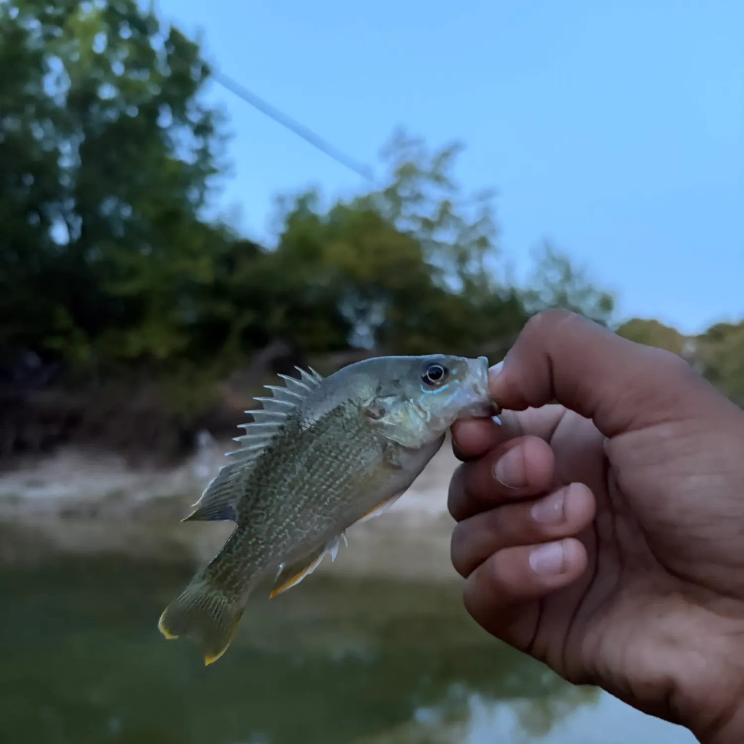 Green sunfish caught on Fishbrain