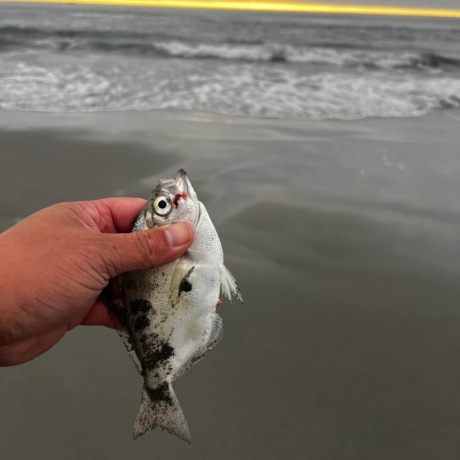 The most recent Silver surfperch catches on Fishbrain