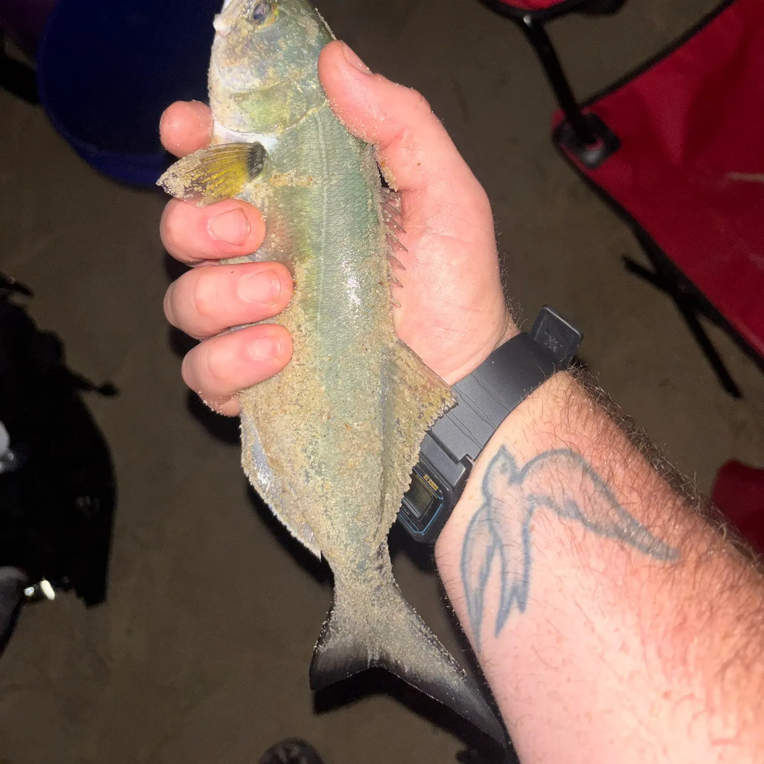 Bluefish caught on Fishbrain
