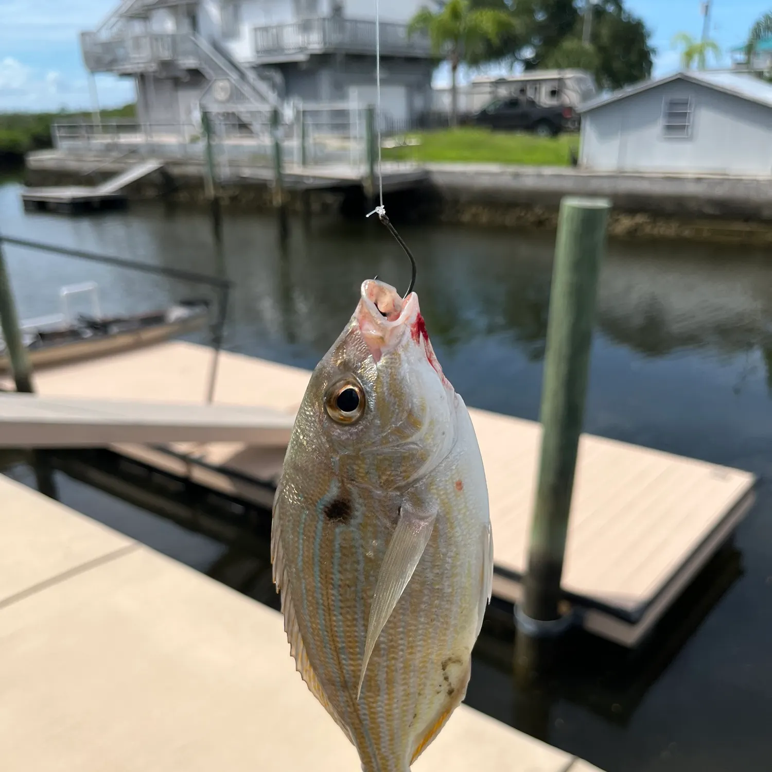 Pinfish caught on Fishbrain