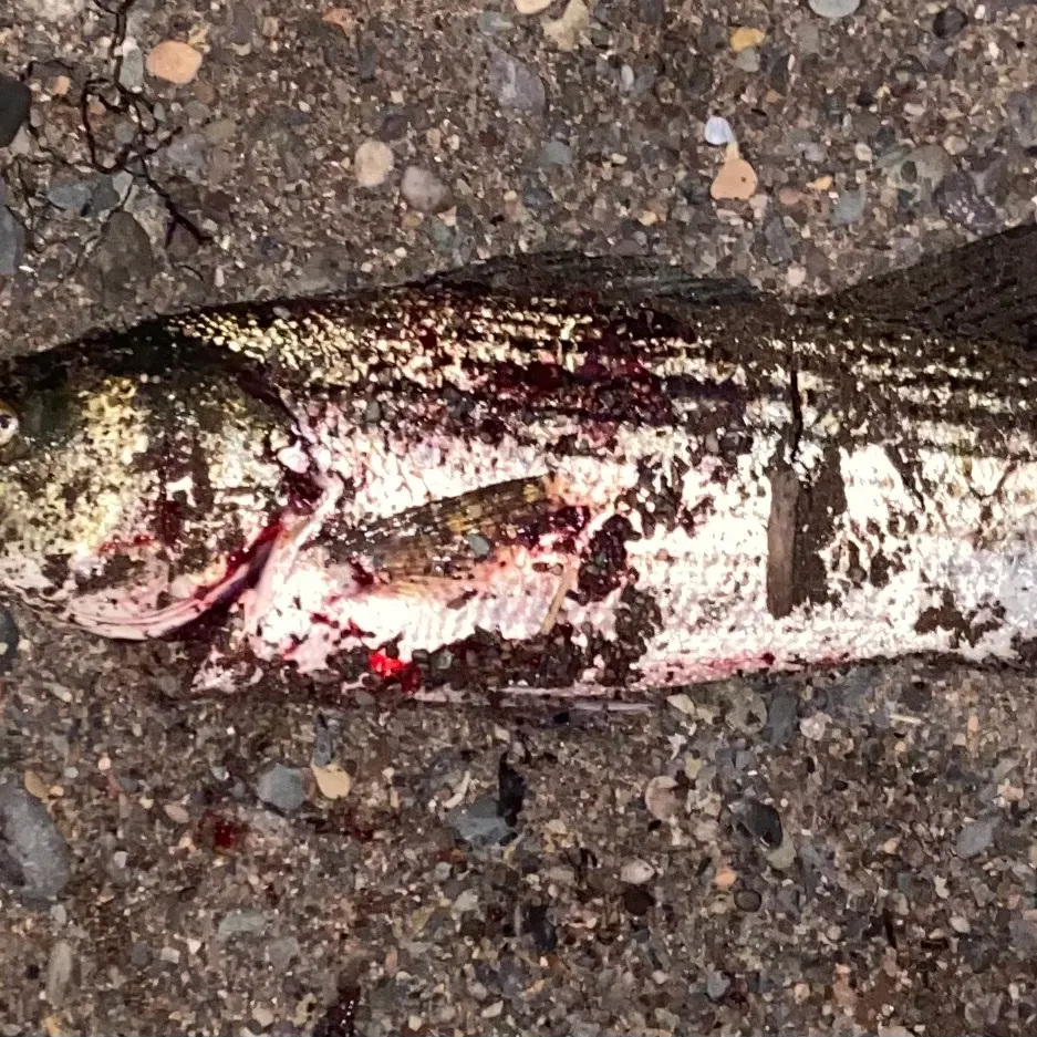 Striped bass caught on Fishbrain