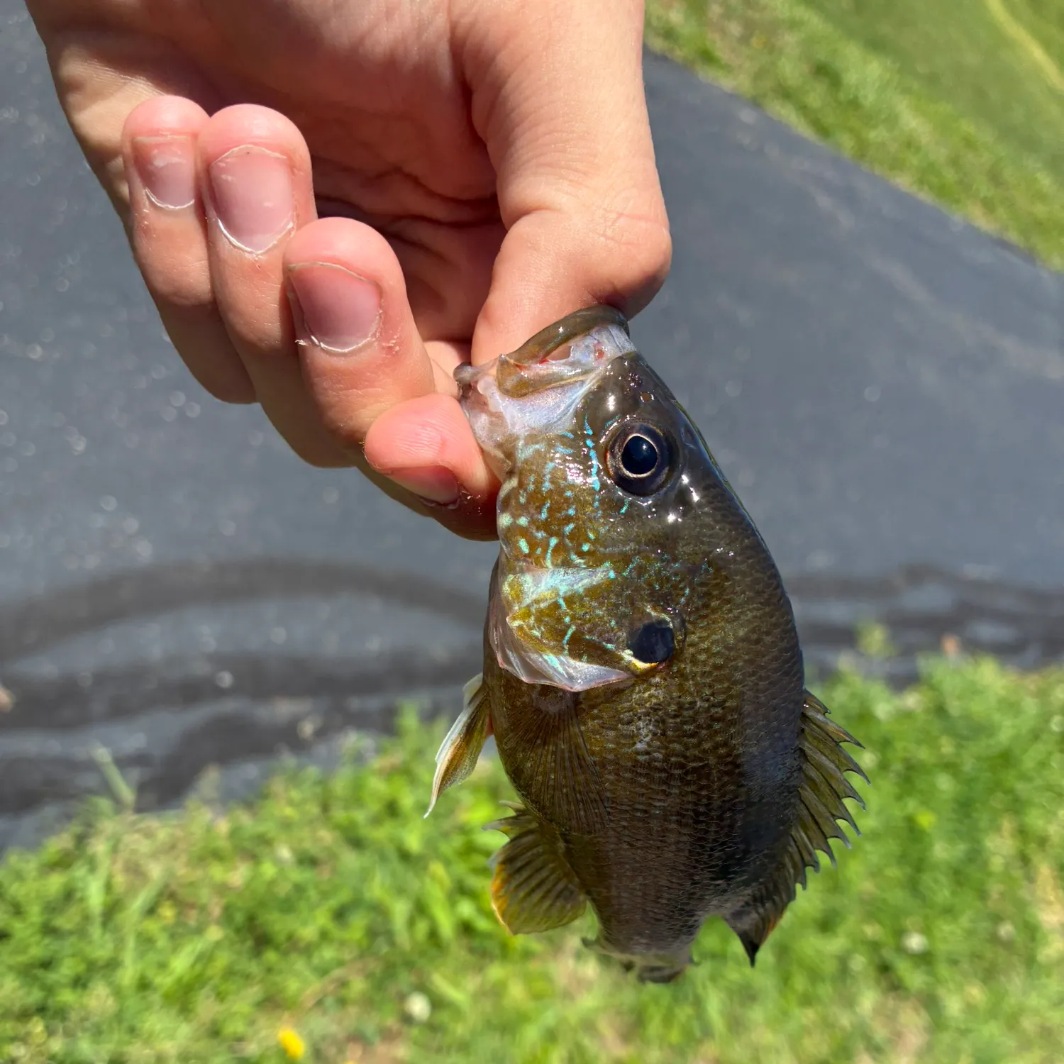 catch