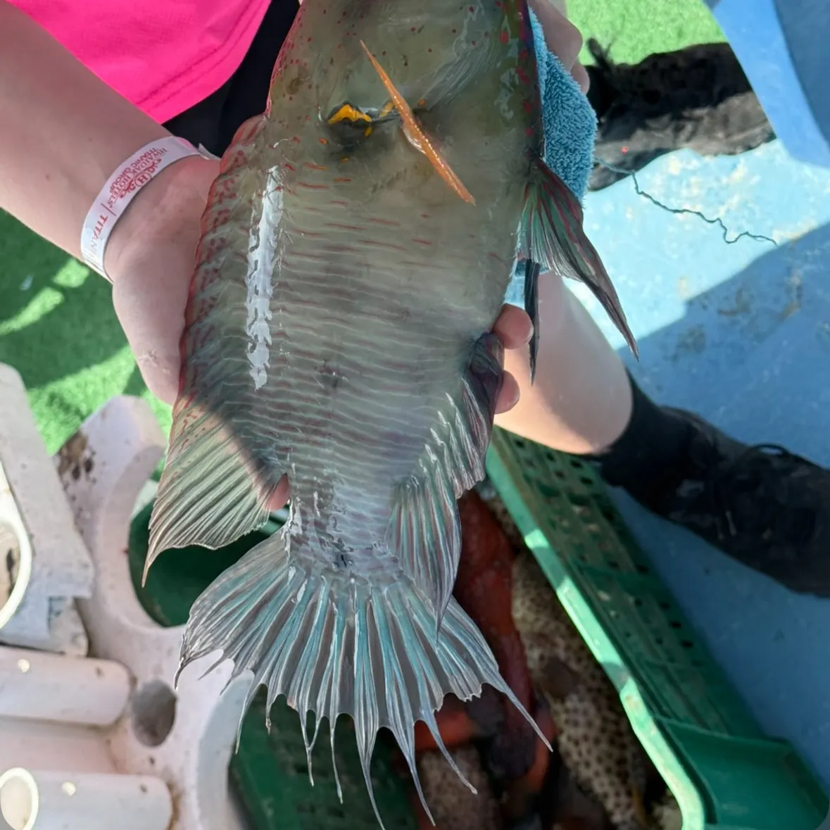 The most recent Round goby catches on Fishbrain