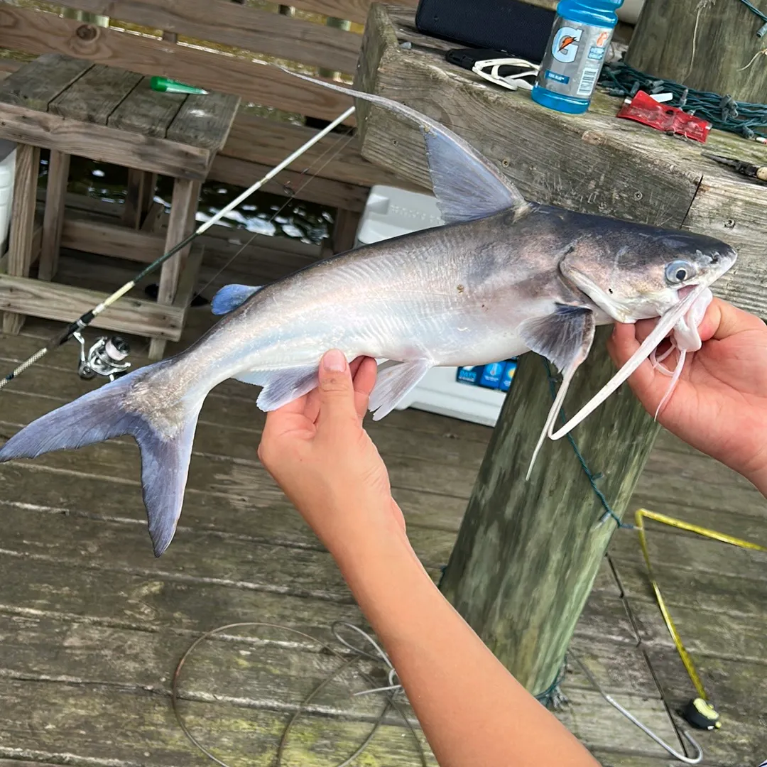Gafftopsail sea catfish caught on Fishbrain