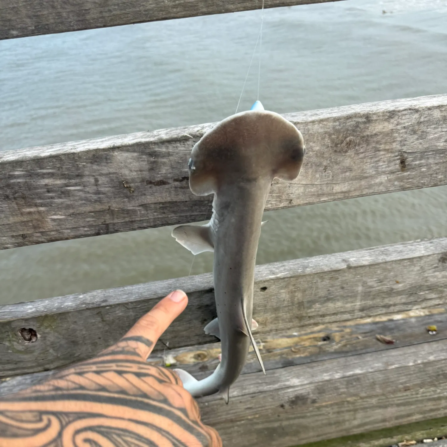 The most recent Bonnethead shark catches on Fishbrain